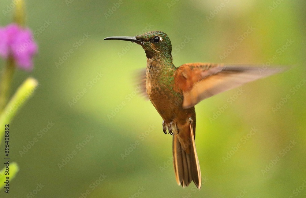 Fototapeta premium Fawn-breasted Brilliant (Heliodoxa rubinoides) Ecuador
