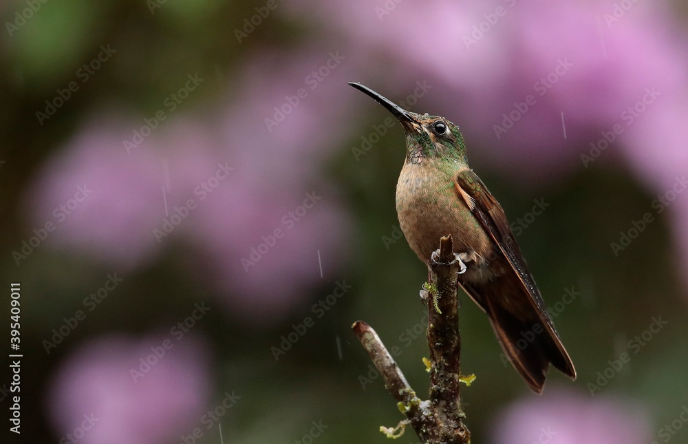 Fototapeta premium Fawn-breasted Brilliant (Heliodoxa rubinoides) Ecuador
