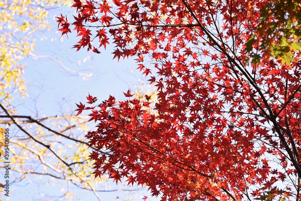 Autumn leaves of maples in the natural park. Autumn leaves of maples in the natural park.