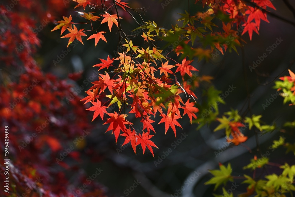 Autumn leaves of maples in the natural park. Autumn leaves of maples in the natural park.