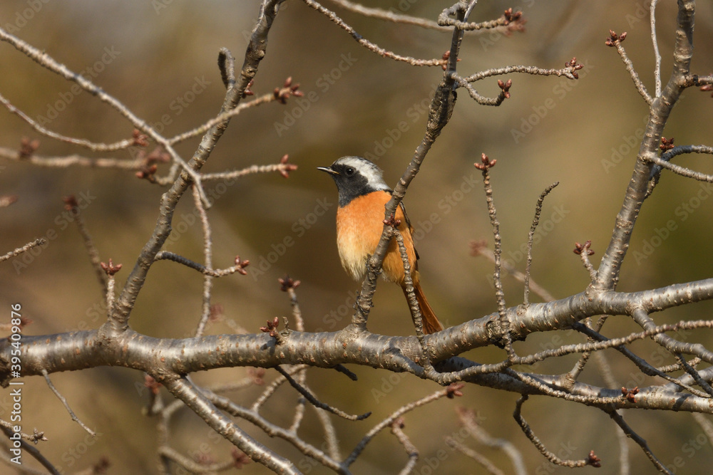 Daurian redstart male (Phoenicurus auroreus). Daurian redstart male (Phoenicurus auroreus).