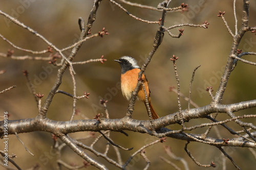 Daurian redstart male (Phoenicurus auroreus).