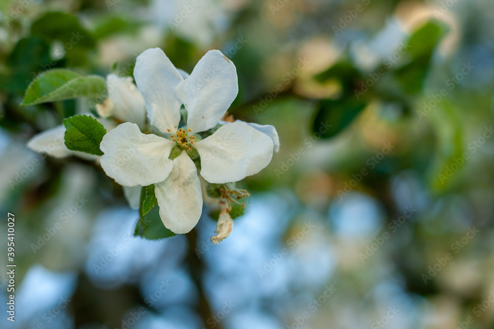Obraz premium Japanese flowering crabapple, apple tree, Neuwied, Germany