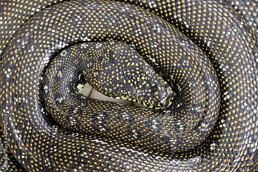 Diamond Python incubating her egg clutch Diamond Python incubating her egg clutch