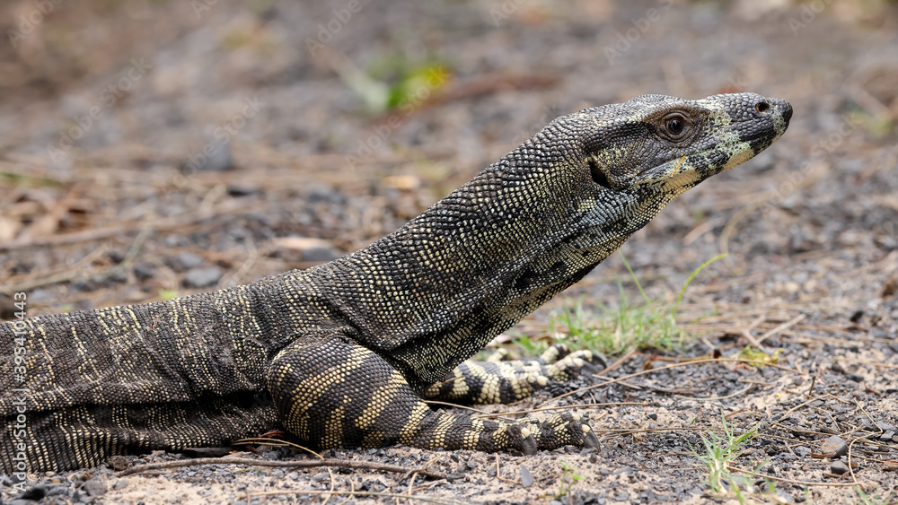 Close up photograph of a Lace Monitor