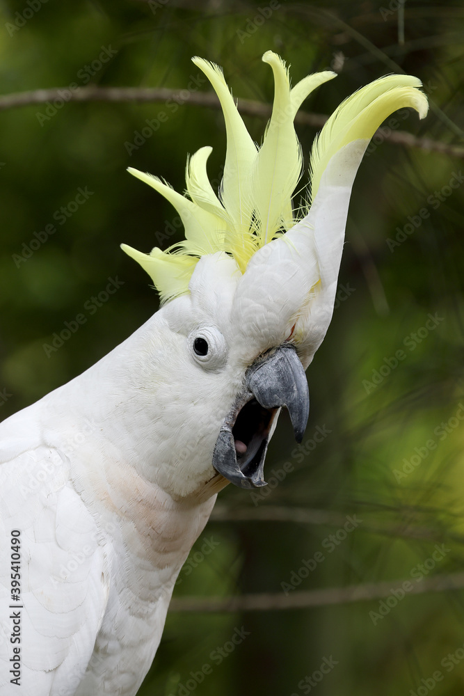 Alarmed Sulphur-crested Cockatoo with crest erect Alarmed Sulphur-crested Cockatoo with crest erect