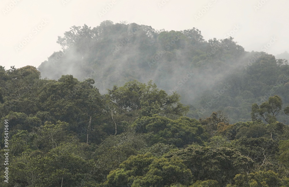 Mountain rainforest,Ecuador
