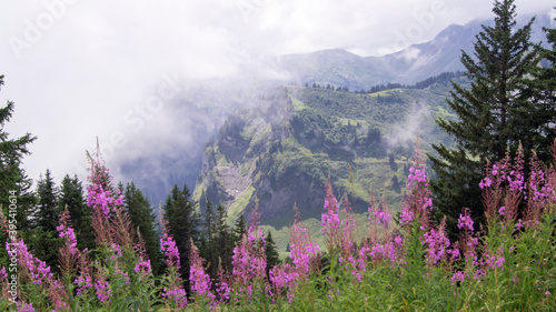 fleurs en violet en montagne de Chatel