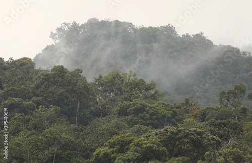 Mountain rainforest Ecuador