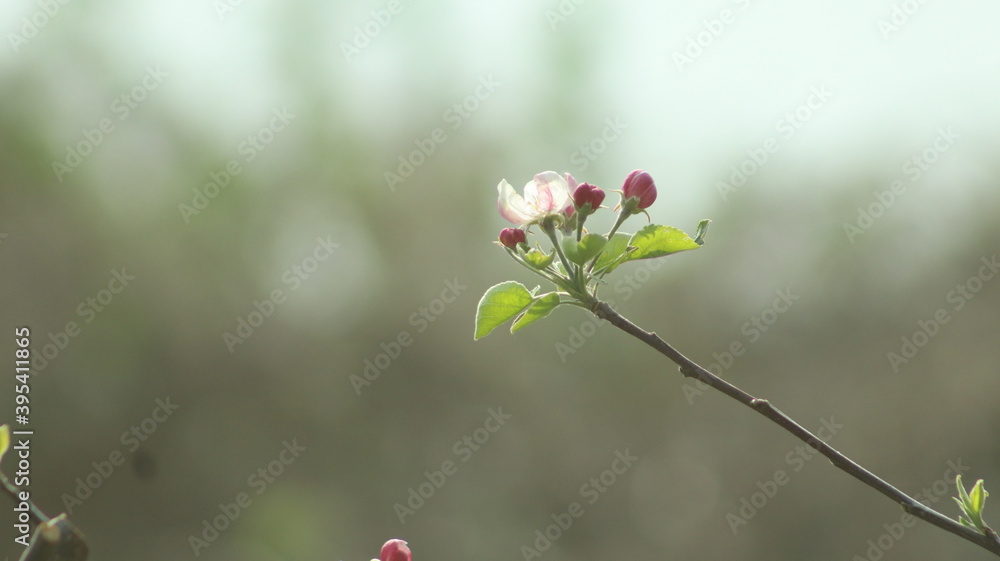 flowers in spring with out of focus background