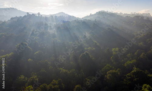 Aerial view of Borneo jungle  Tropical rainforest view in Sabah.