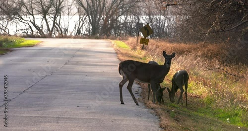 road curves with three deer eating on the side shoulder of the road at sunset