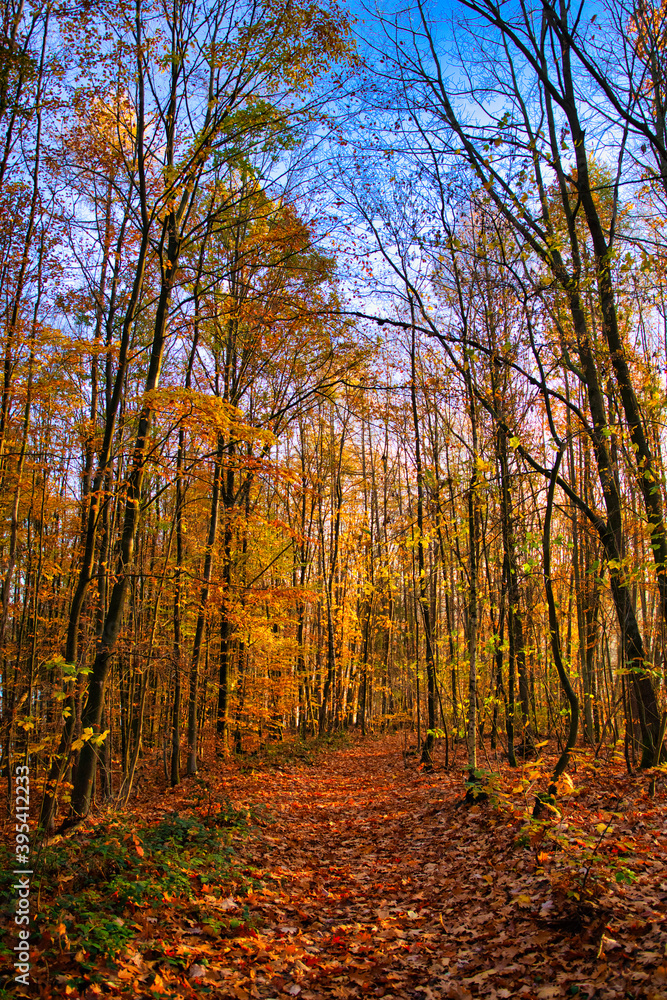 Obraz premium Waldstimmung im Herbst