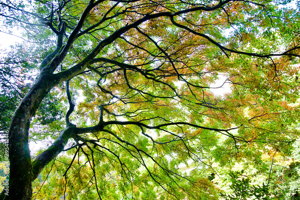 Fototapeta premium 紅葉