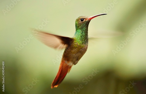 Rufous-tailed Hummingbird (Amazilia tzacalt) Ecuador