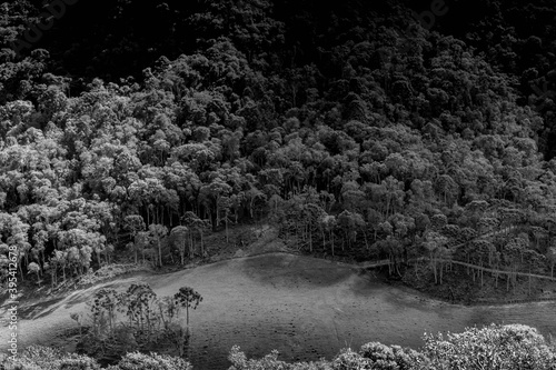 Shadow of trees around the brazilian forest