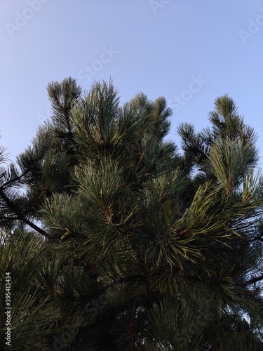 Lush spruce against the blue sky