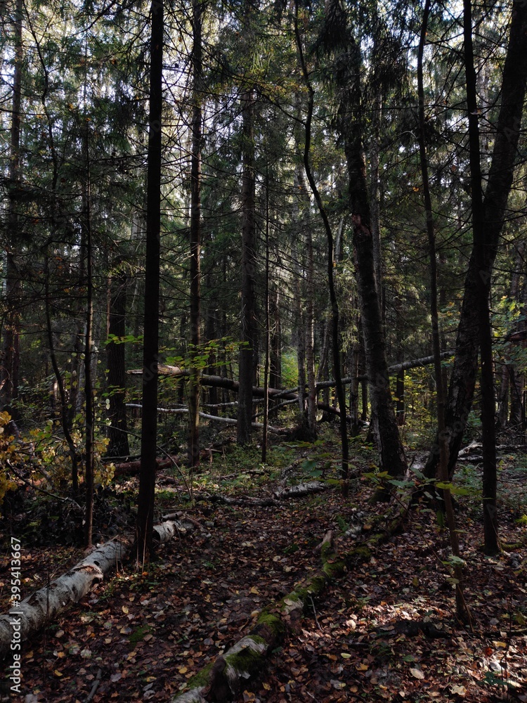 Fototapeta premium Pine forest on a summer day