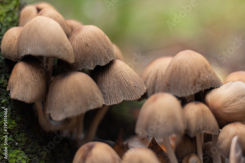 a group of small mushrooms growing in the forests of europe in autumn. closeup with selective focus and bokeh 