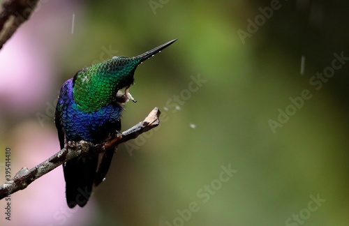 Velvet-purple Coronet (Boissonneaua jardini) Ecuador