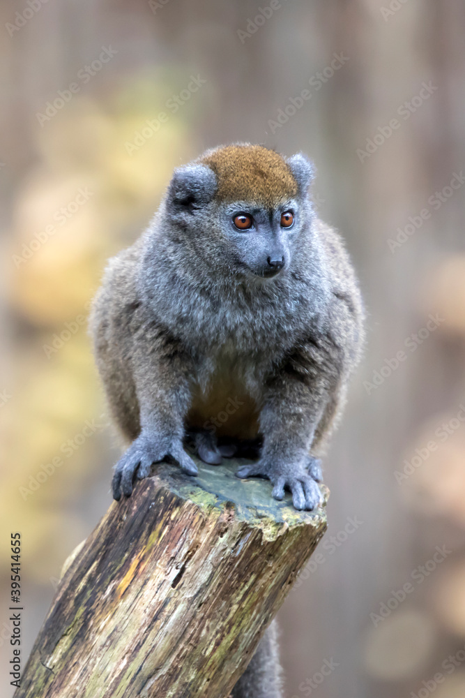 Fototapeta premium Lac Alaotra bamboo lemur (Hapalemur alaotrensis)