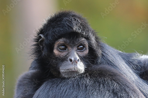 closeup portrait of Spider monkey photo