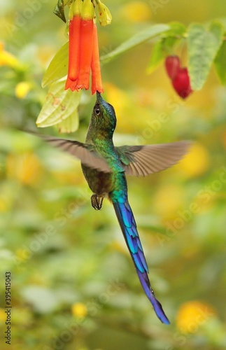 Violet-tailed Sylph (Aglaiocercus coelestis) Ecuador photo