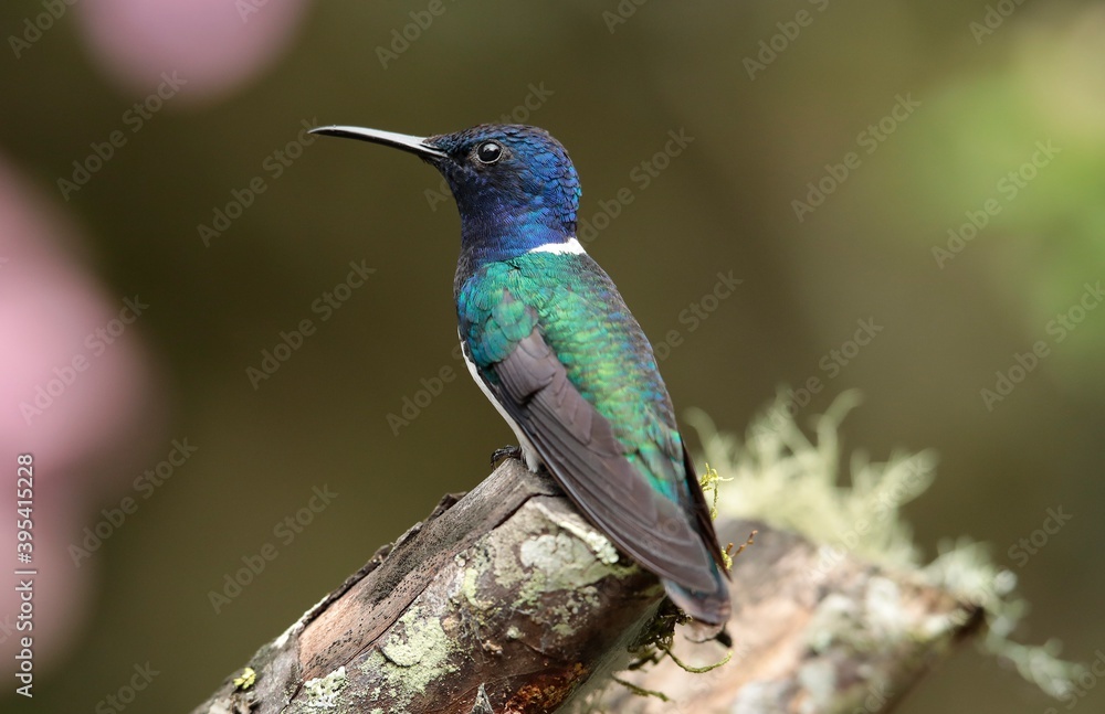 White-necked Jacobin (Florisuga mellivora) Ecuator White-necked Jacobin (Florisuga mellivora) Ecuator
