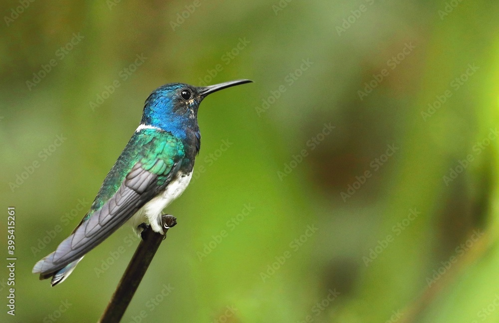 Fototapeta premium White-necked Jacobin (Florisuga mellivora) Ecuator