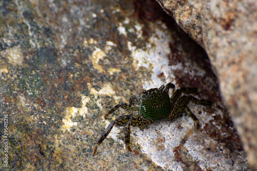 Crab on a rock