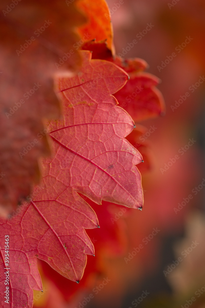 Autumn grapes with red leaves, the vine at sunset is reddish yellow Autumn grapes with red leaves, the vine at sunset is reddish yellow