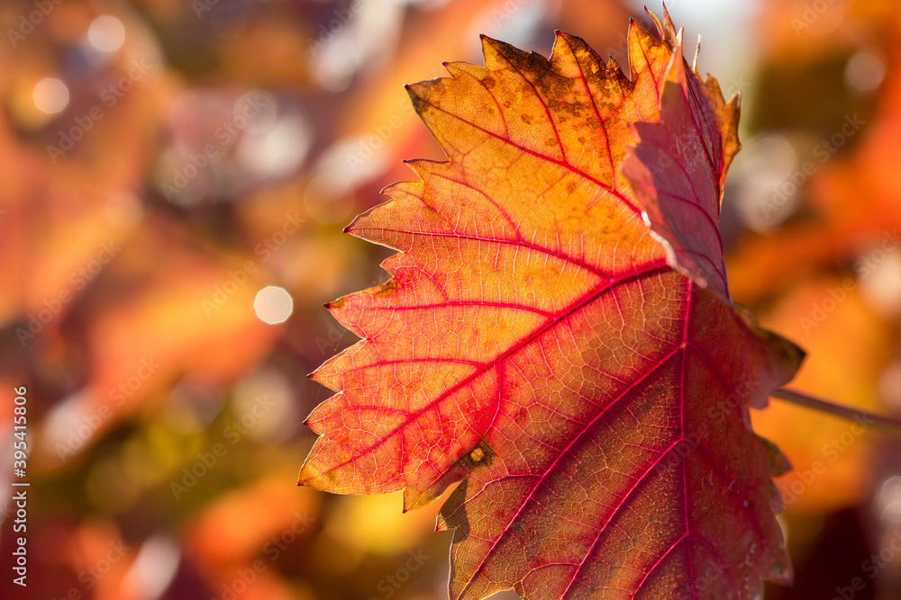 Obraz premium Autumn grapes with red leaves, the vine at sunset is reddish yellow