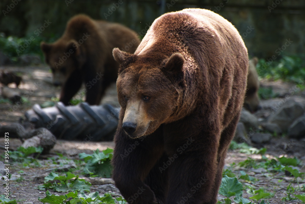Brown bear with another one in the background Brown bear with another one in the background