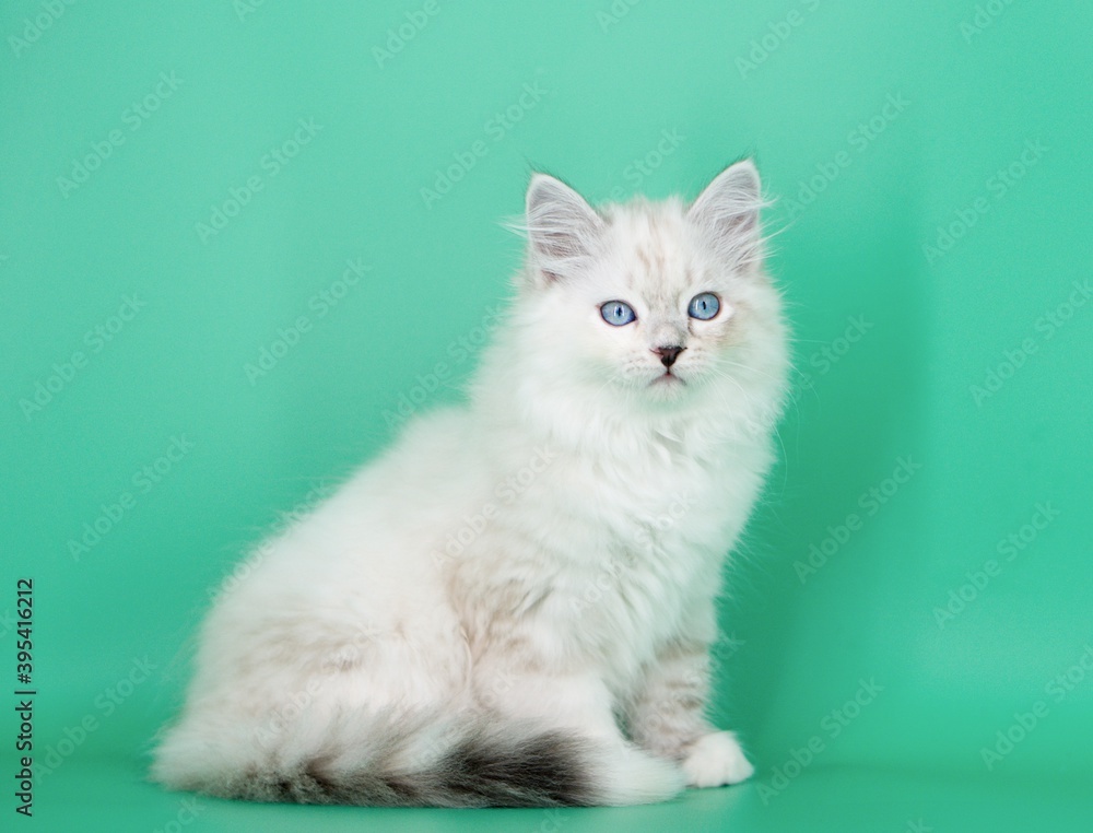 Fototapeta premium Neva Masquerade on green backgrounds