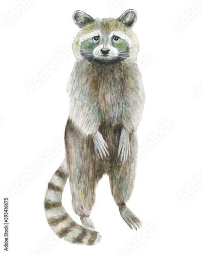 Watercolor illustration of a raccoon; charming raccoon on a white background; full-length drawn animal; sad forest dweller