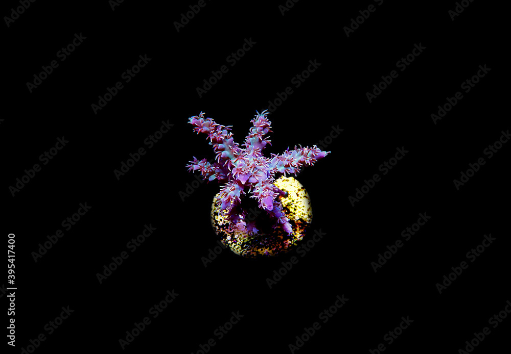 Isolated image of Acropora coral.
Acropora is a genus of small polyp stony corals.