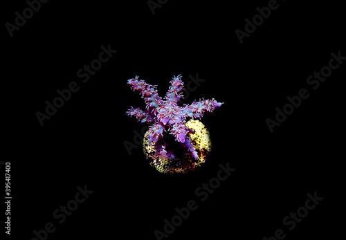 Isolated image of Acropora coral.
Acropora is a genus of small polyp stony corals. photo