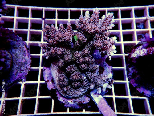 Obraz na plátně Isolated image of Acropora coral