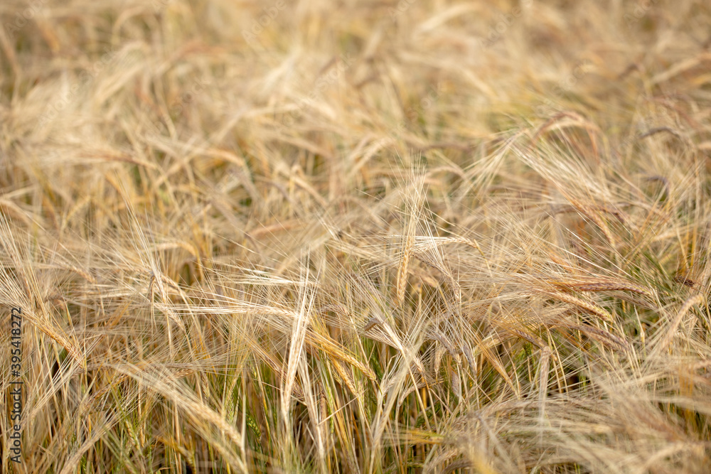 Wheat field. Ears of golden wheat close up. Beautiful Nature Sunset Landscape. Rural Scenery under Shining Sunlight. Background of ripening ears of wheat field. Rich harvest Concept. Label art design Wheat field. Ears of golden wheat close up. Beautiful Nature Sunset Landscape. Rural Scenery under Shining Sunlight. Background of ripening ears of wheat field. Rich harvest Concept. Label art design