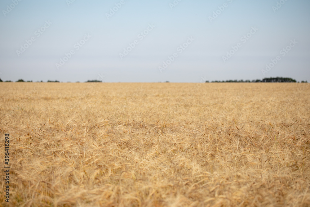 Fototapeta premium Wheat field. Ears of golden wheat close up. Beautiful Nature Sunset Landscape. Rural Scenery under Shining Sunlight. Background of ripening ears of wheat field. Rich harvest Concept. Label art design