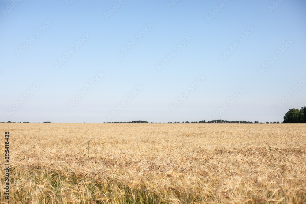 Wheat field. Ears of golden wheat close up. Beautiful Nature Sunset Landscape. Rural Scenery under Shining Sunlight. Background of ripening ears of wheat field. Rich harvest Concept. Label art design Wheat field. Ears of golden wheat close up. Beautiful Nature Sunset Landscape. Rural Scenery under Shining Sunlight. Background of ripening ears of wheat field. Rich harvest Concept. Label art design