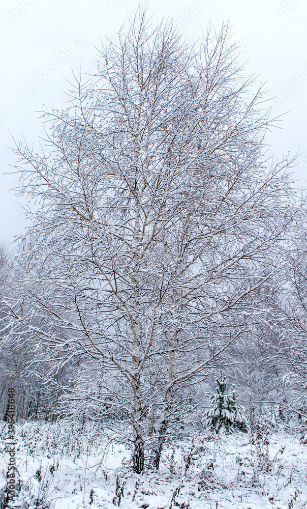 Snow-covered tree in the winter forest. Natural background, vertical, poster, landscape, snow