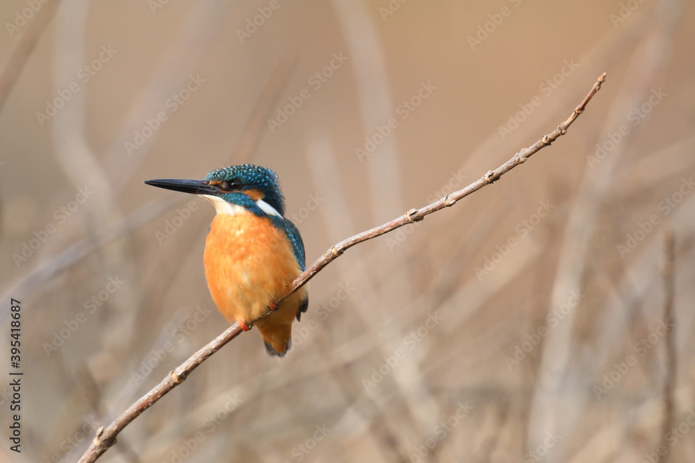 Fototapeta premium Common kingfisher perching on a branch.