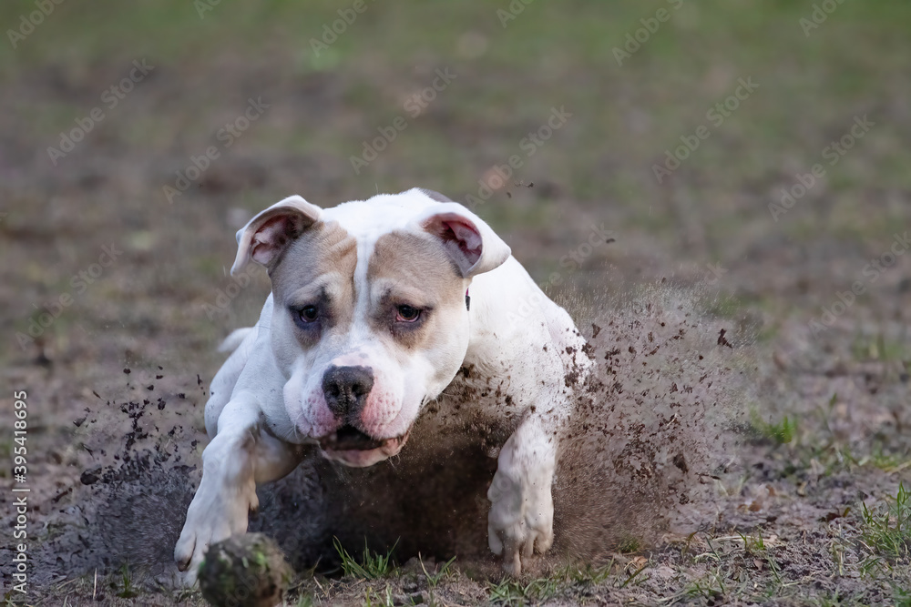 Pitbull dog in an attacking mode with splashing of mud dangerous