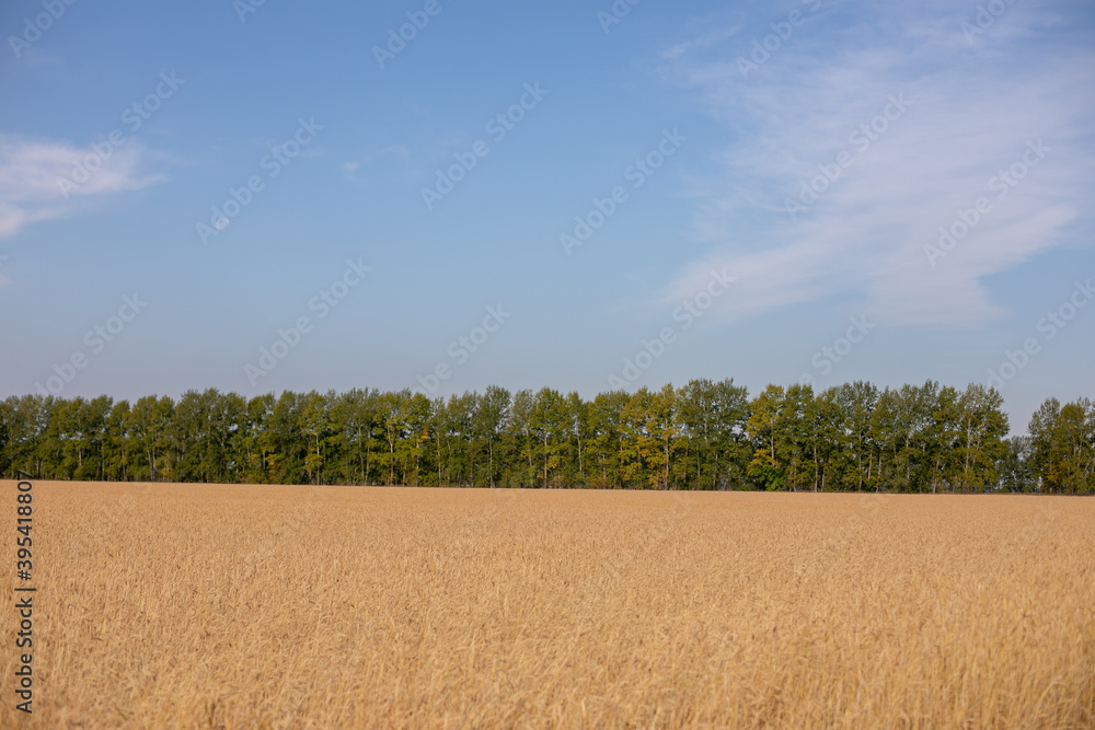 Wheat field. Ears of golden wheat. Beautiful Nature Sunset Landscape. Rural Scenery under Shining Sunlight. Background of ripening ears of wheat field. Rich harvest Concept. Label art design