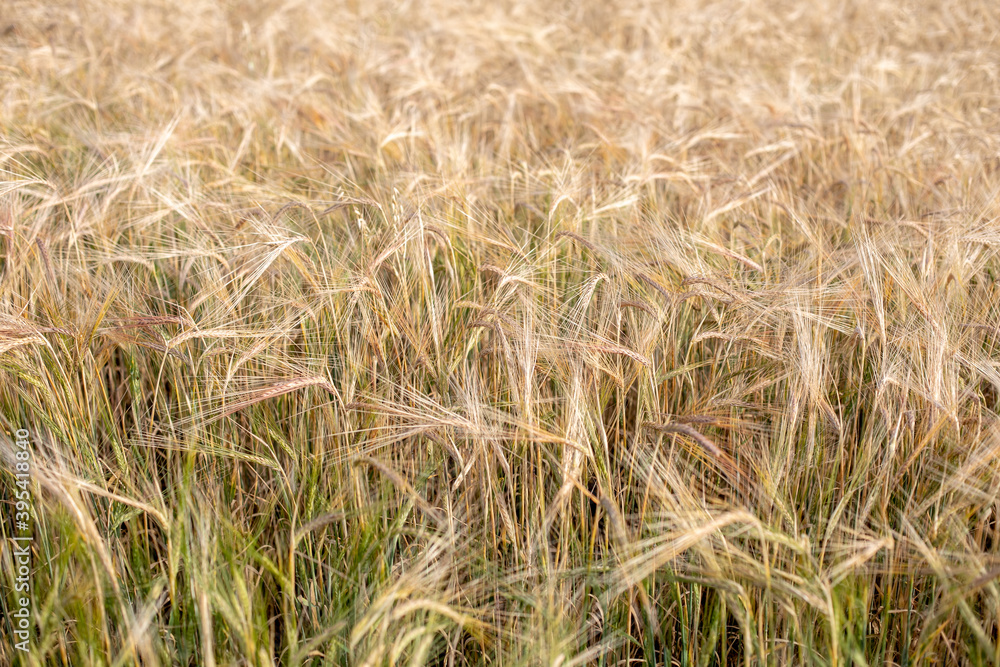 Wheat field. Ears of golden wheat close up. Beautiful Nature Sunset Landscape. Rural Scenery under Shining Sunlight. Background of ripening ears of wheat field. Rich harvest Concept. Label art design Wheat field. Ears of golden wheat close up. Beautiful Nature Sunset Landscape. Rural Scenery under Shining Sunlight. Background of ripening ears of wheat field. Rich harvest Concept. Label art design