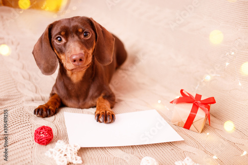 A dachshund puppy lying on the couch with a christmas wish list. Christmas greeting card winter concept. Canine background.