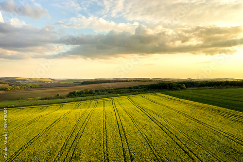 Aerial view of bright green agricultural farm field with growing rapeseed plants at sunset.