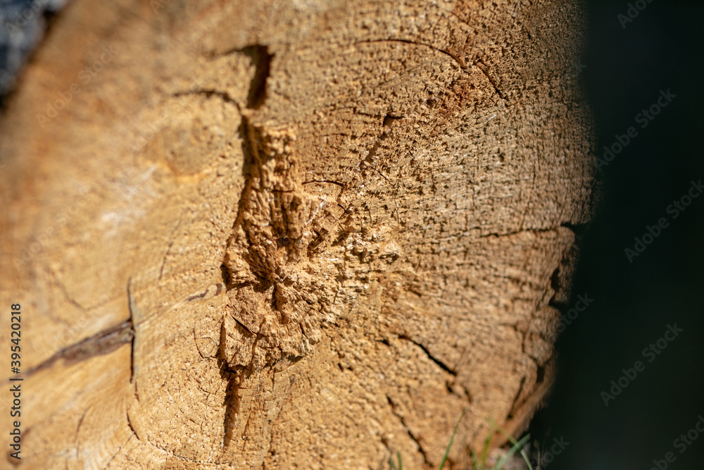 Obraz premium growth rings on the end of a brown sawed log