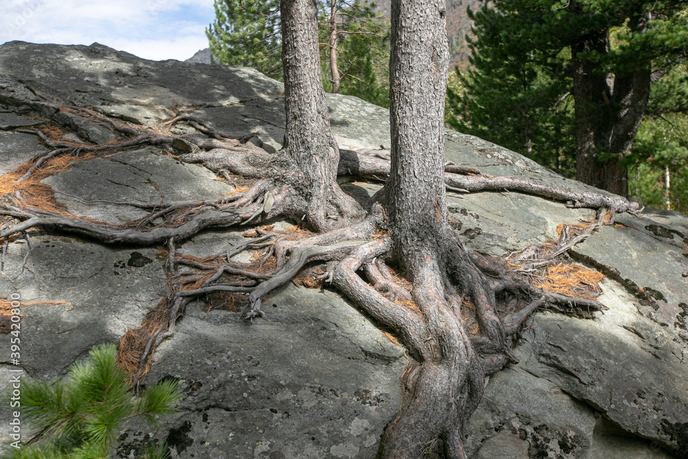Fototapeta premium Pine tree and its long roots on a cliff in the forest in Finland in the autumn.